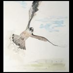 Peregrine falcon over the Abbey by Vivien Gates